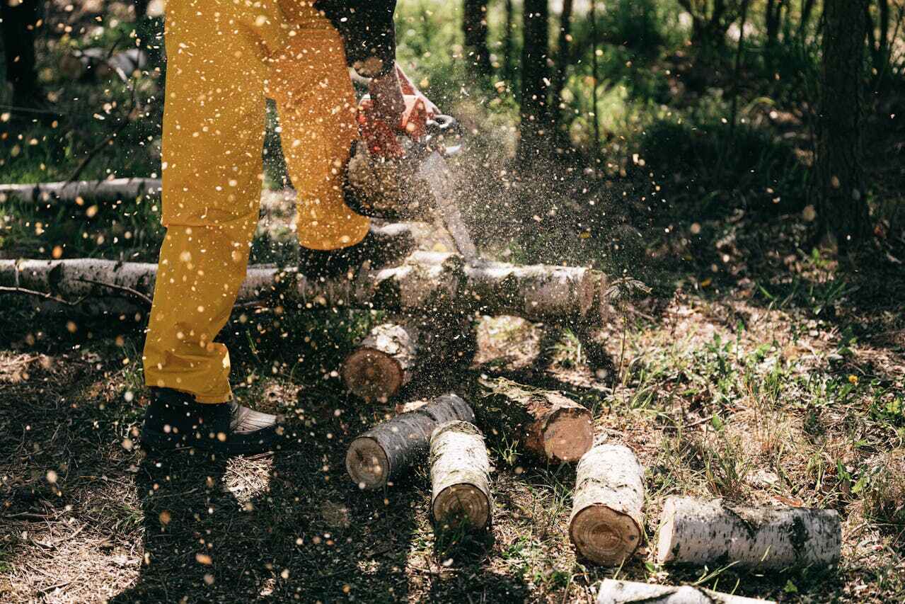 The Steps Involved in Our Tree Care Process in Manitou Beach Devils Lake, MI